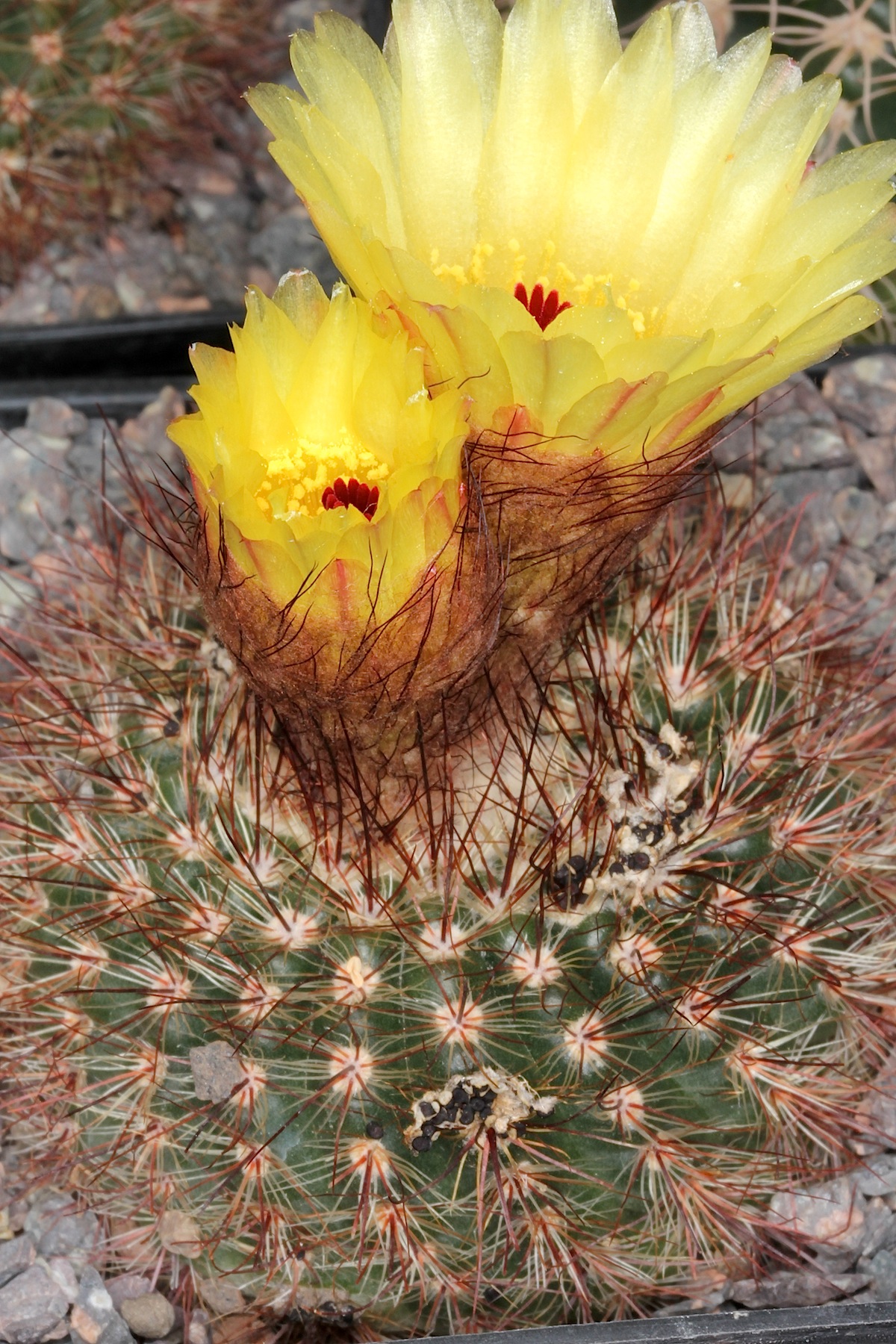Cactus: Parodia tabularis