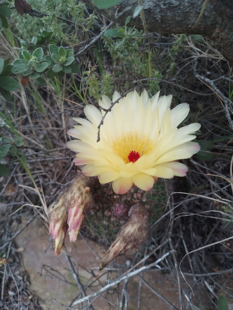 Cactus (Parodia concinna)