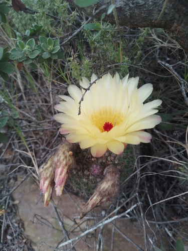 Cactus (Parodia concinna)