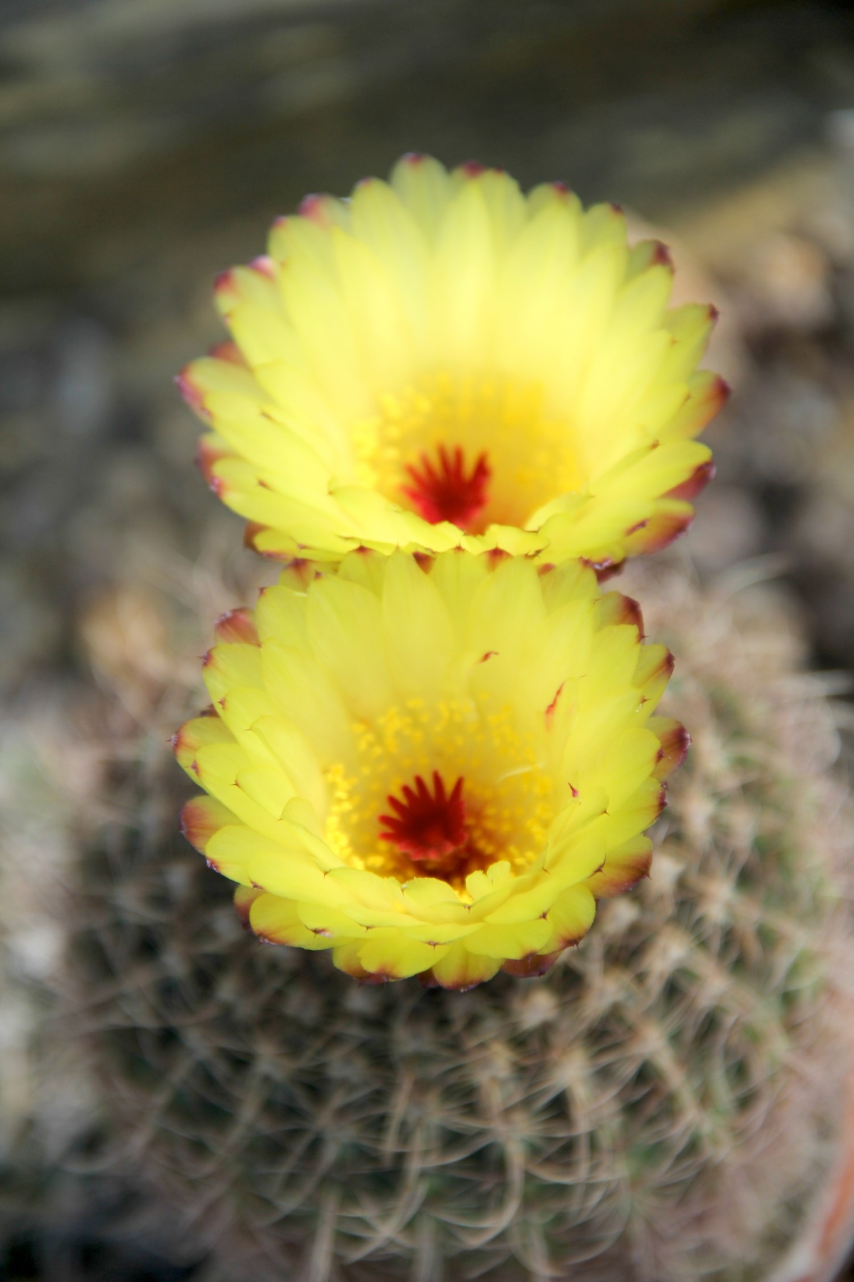 Cactus: Parodia concinna ssp. concinna