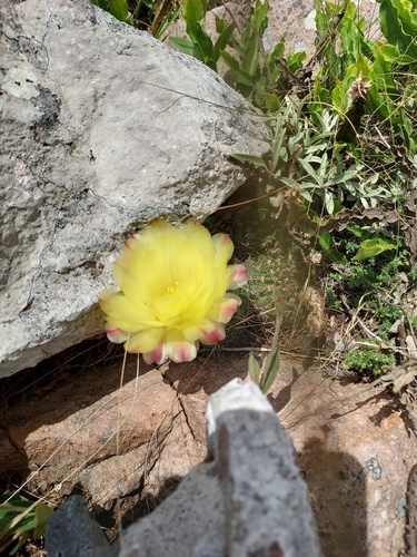Cactus (Parodia concinna)