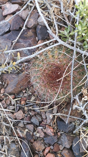 Cactus (Parodia concinna)