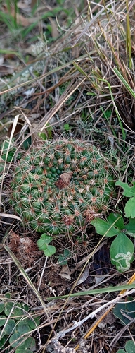 Cactus (Parodia concinna)