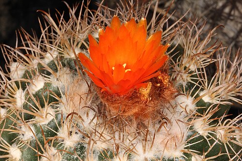 Cactus: Parodia concinna ssp. blaauwiana