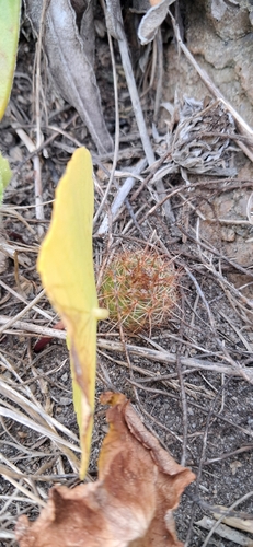 Cactus (Parodia concinna)