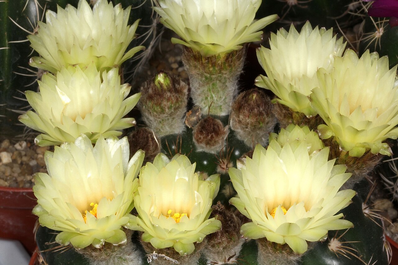 Parodia crassigibba: Parodia werneri