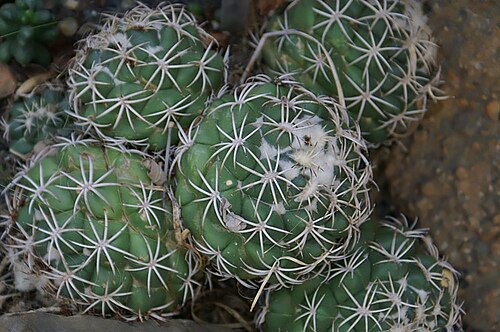 Parodia crassigibba: Location taken: United States Botanic Garden. Names: Parodia crassigibba (F. Ritter) N.P. Taylor Classification: Plantae > Magnoliophyta > Magnoliopsida > Caryo