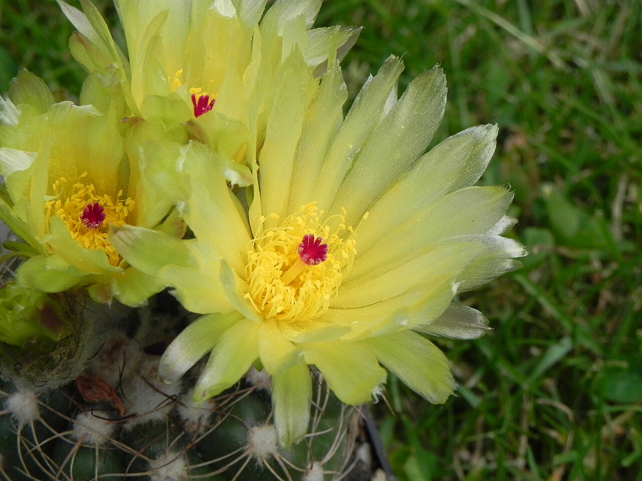 Parodia crassigibba: Photo of the cactus Parodia crassigibba (F.Ritter) N.P.Taylor, taken from a plant in cultur, with flowers. Synonym name is Notocactus crassigibbus.