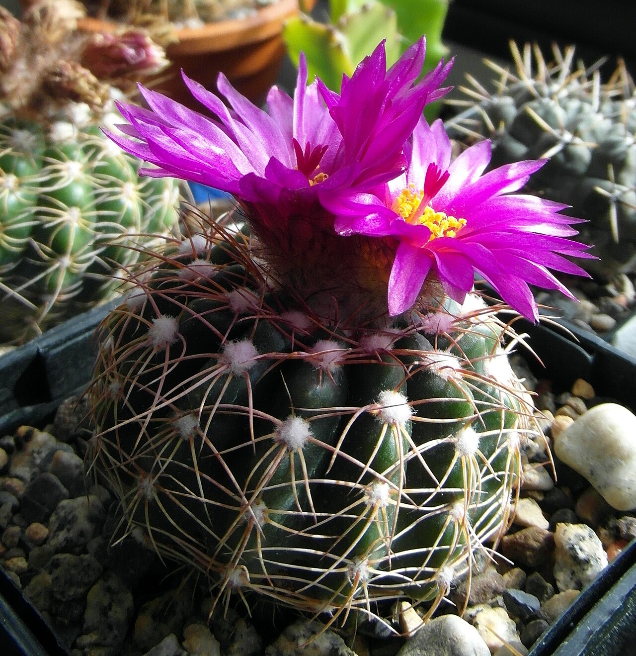 Parodia crassigibba: Parodia crassigibba