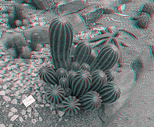 Parodia crassigibba: A ( Parodia crassigibba ) in a display greenhouse at the Brunswick, Germany Botanical Garden