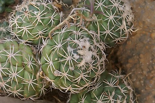 Parodia crassigibba: Location taken: United States Botanic Garden. Names: Parodia crassigibba (F. Ritter) N.P. Taylor Classification: Plantae > Magnoliophyta > Magnoliopsida > Caryo