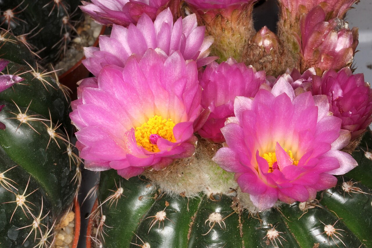 Parodia crassigibba: Parodia werneri