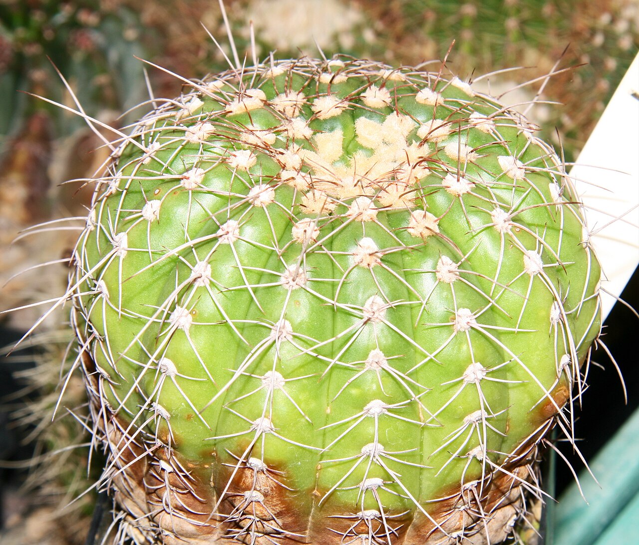 Parodia crassigibba: plant from type locality, Rio Grande do Sul, Brasil