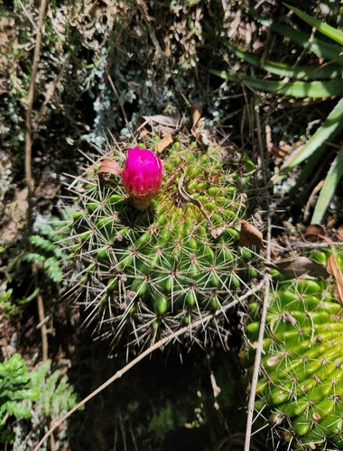 Parodia herteri (Parodia herteri)