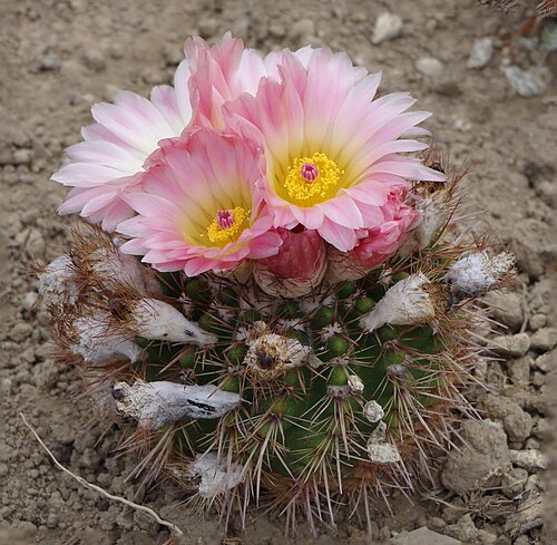 Parodia herteri: Parodia herteri au jardin exotique de Roscoff. France.