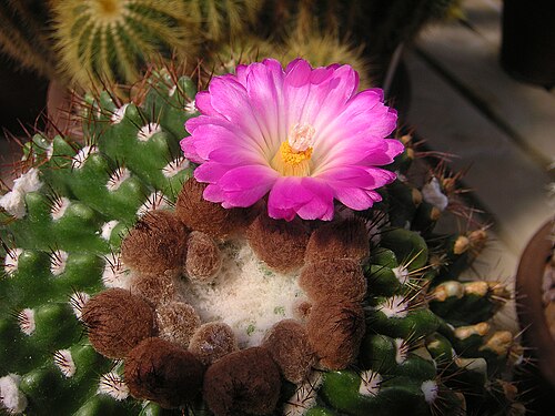 Parodia herteri: Parodia herteri formerly Notocactus herteri