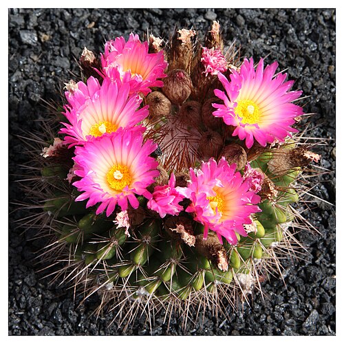 Parodia herteri: In Jardín de Cactus , Guatiza, Lanzarote