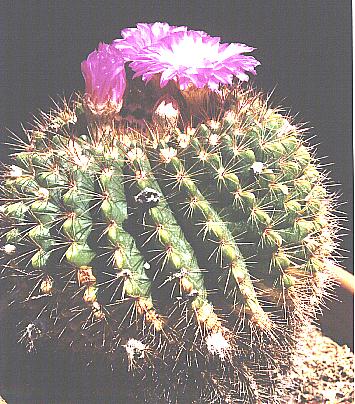 Parodia herteri: Notocactus herteri