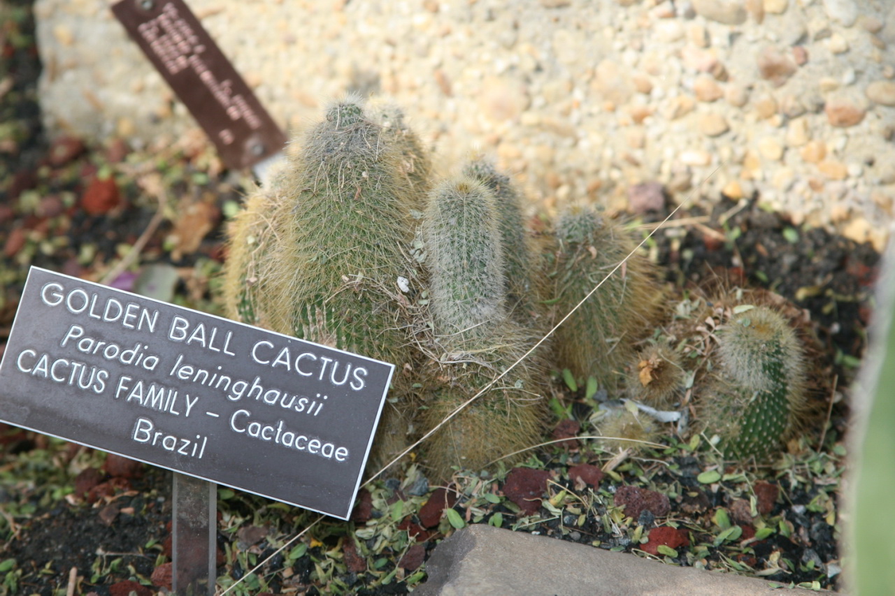 Parodia lenninghausii: Golden Ball Cactus