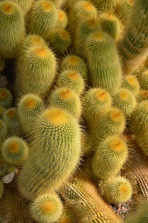 Parodia lenninghausii: Botanischer Garten der Universität Zürich in Zürich- Weinegg This is an image of a cultural property of national significance in Switzerland with KGS number 857