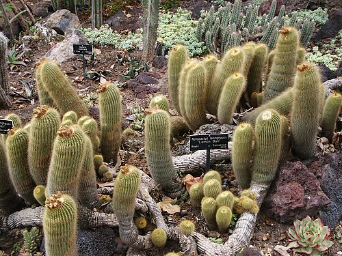 Parodia lenninghausii: Parodia leninghausii (syn. Notocactus Leninghausii) "Lemon Ball"; & Gasteria batesiana, Huntington Library Desert Garden