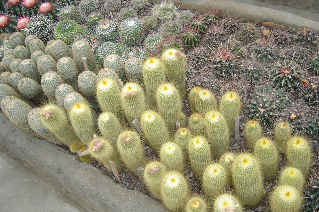 Parodia lenninghausii (Parodia lenninghausii)