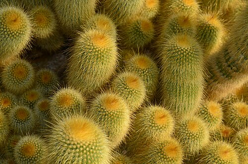 Parodia lenninghausii: Botanischer Garten der Universität Zürich in Zürich- Weinegg This is an image of a cultural property of national significance in Switzerland with KGS number 857