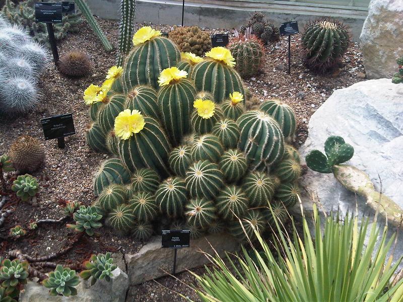 Parodia magnifica: Parodia magnifica with flowers in Kew Gardens, England. Syn. Notocactus magnificus , Eriocactus magnificus