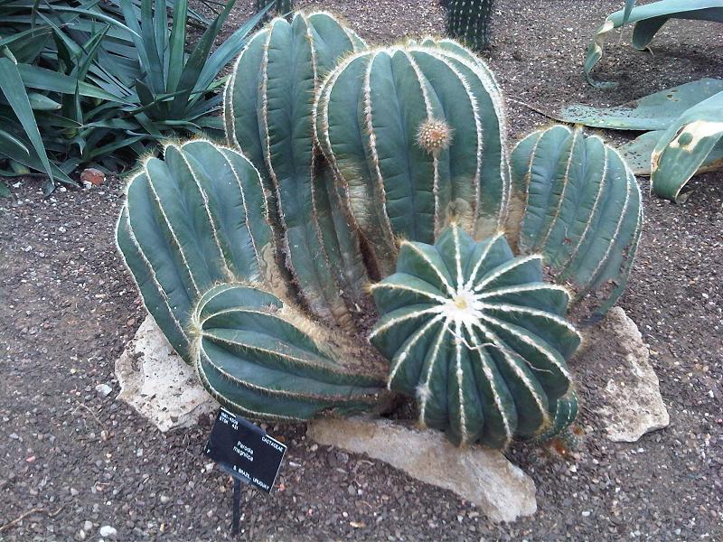 Parodia magnifica: Parodia magnifica at Kew Gardens, England.