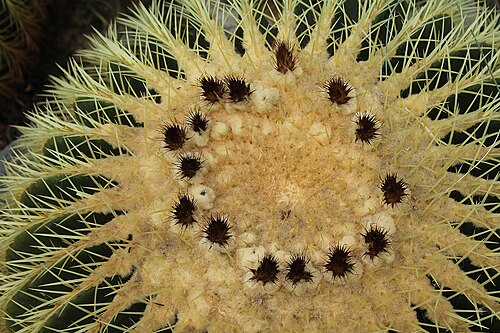 Parodia magnifica: Berlin-Dahlem, botanical garden, Parodia magnifica