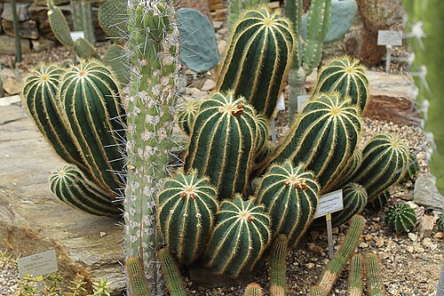 Parodia magnifica: Berlin-Dahlem, botanical garden, Parodia magnifica
