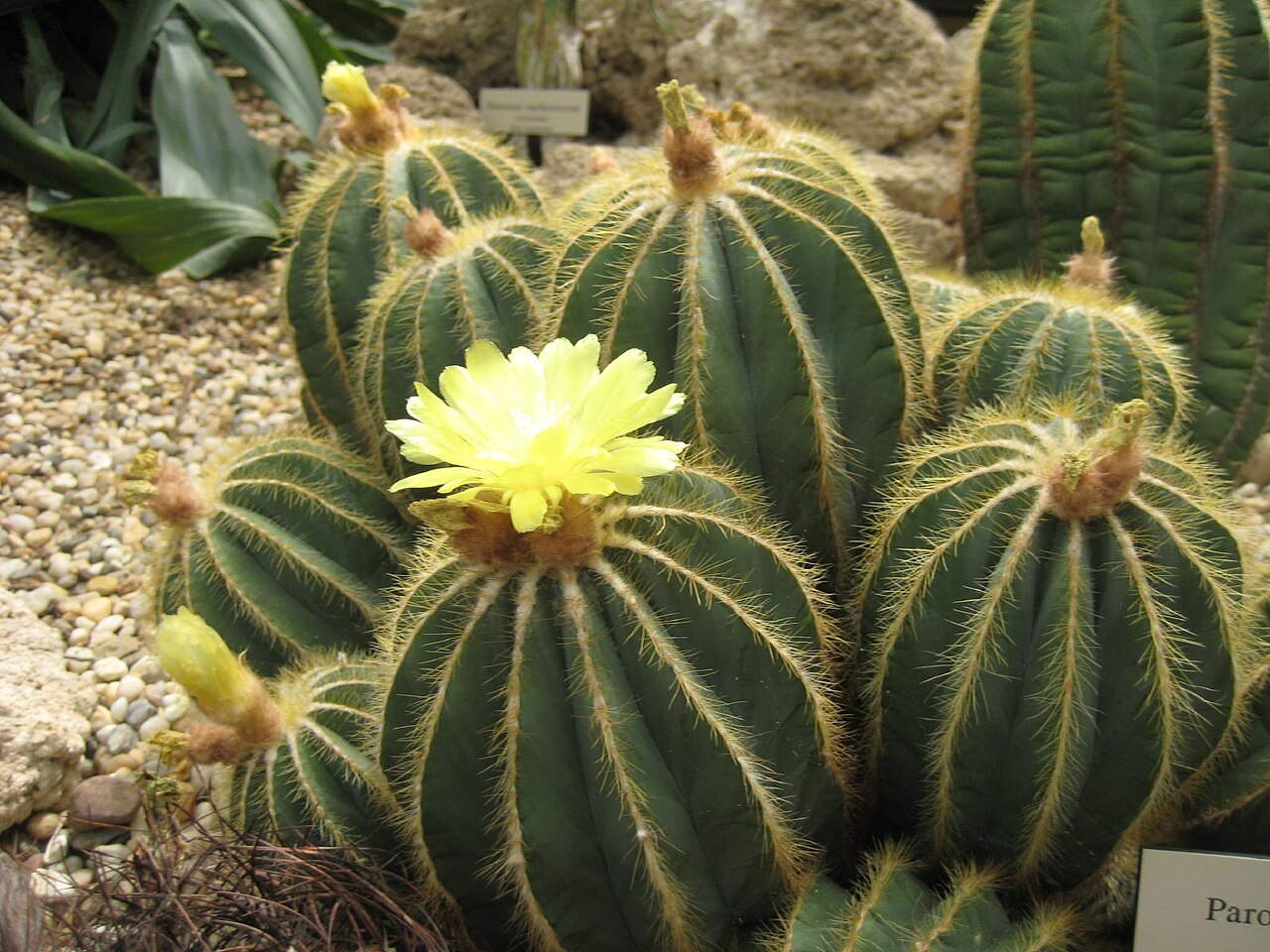 Parodia magnifica: Cactaceae Brazil and Uruguay