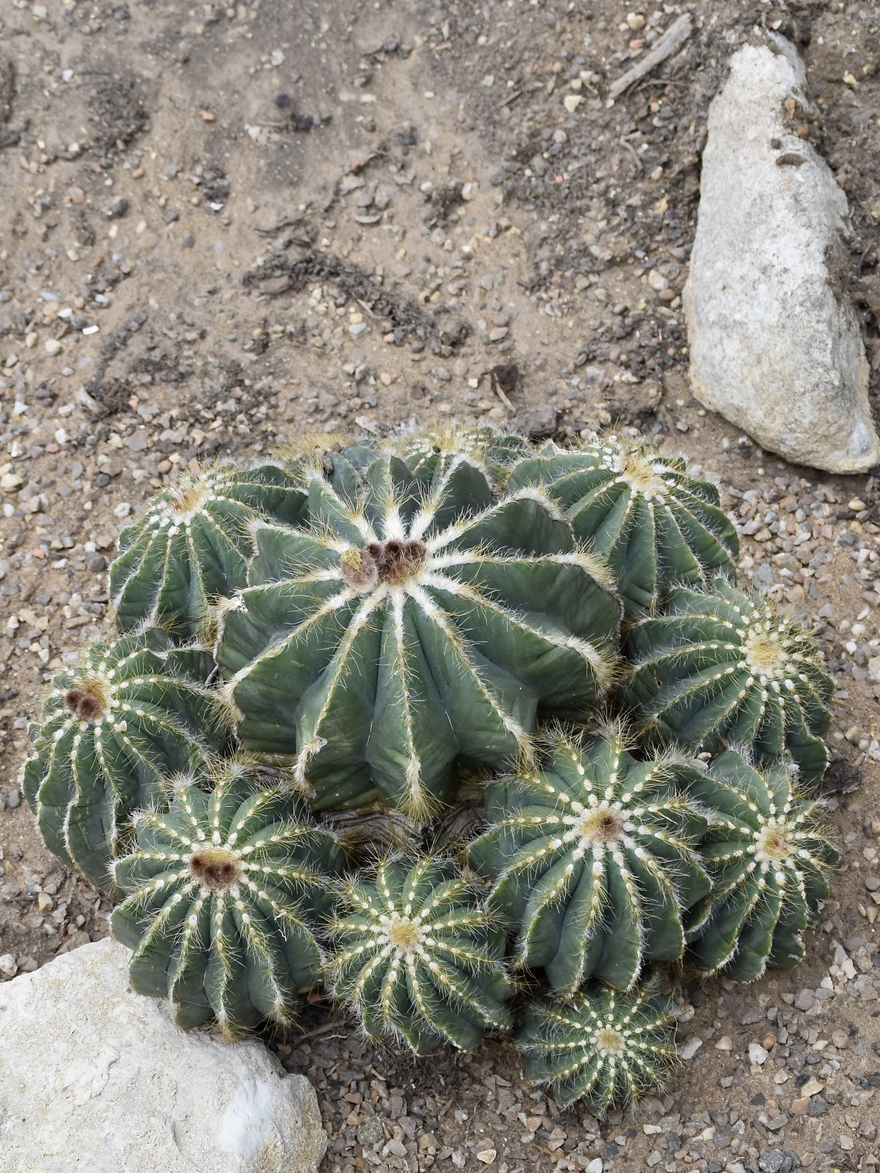 Parodia magnifica: Parodia magnifica. Royal Botanic Gardens, Kew.