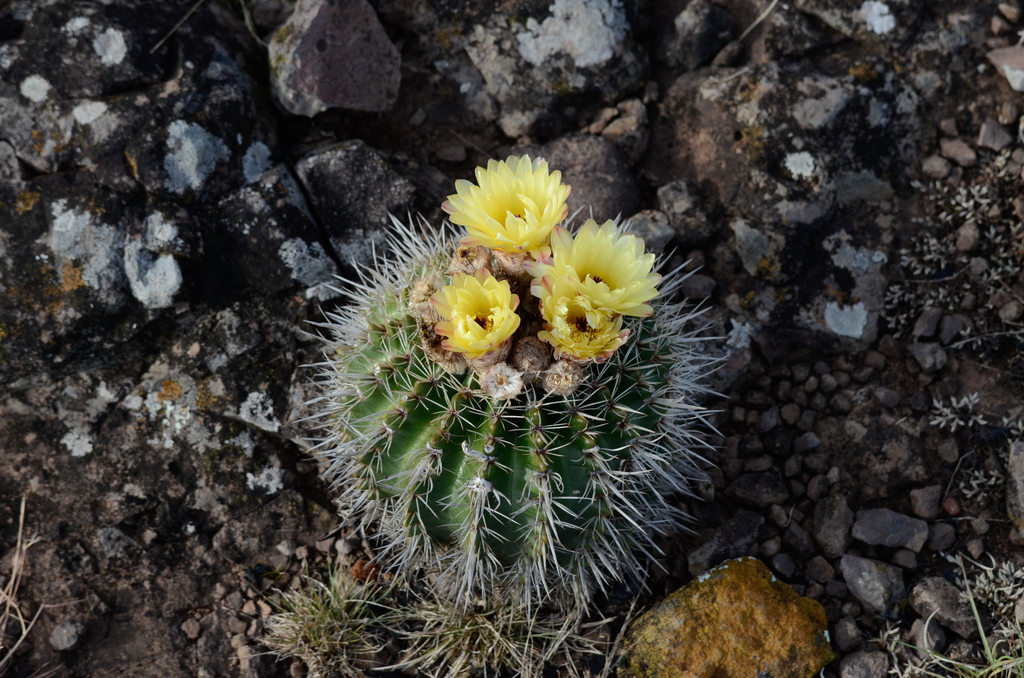 Cactus (Parodia mammulosa)