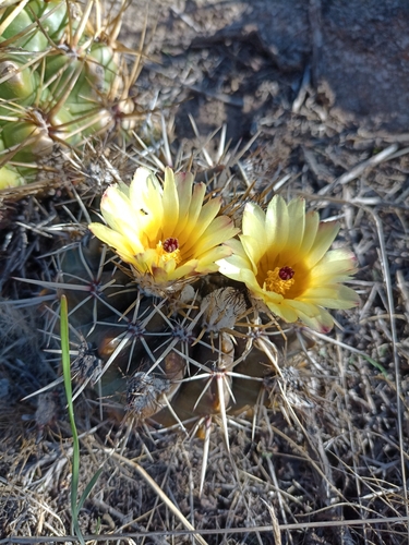 Cactus (Parodia mammulosa)