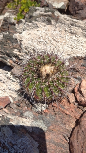 Cactus (Parodia mammulosa)