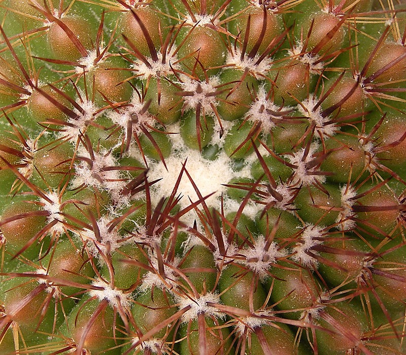 Cactus: Parodia mammulosa