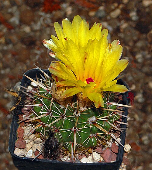 Cactus: Parodia mammulosa at the Orto Botanico dell'Università di Genova