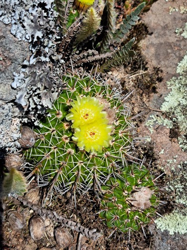 Cactus (Parodia mammulosa)