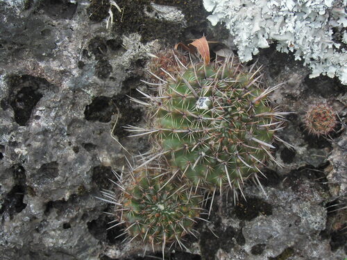 Cactus (Parodia mammulosa)
