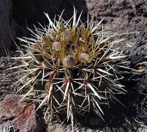 Cactus (Parodia mammulosa)