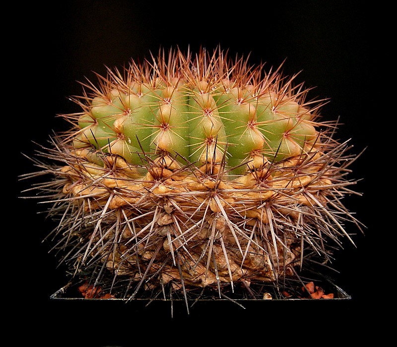 Cactus: Parodia mammulosa