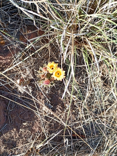 Cactus (Parodia mammulosa)