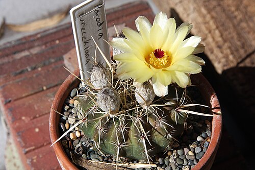 Cactus: Parodia turecekiana in flower with unopened flower buds.