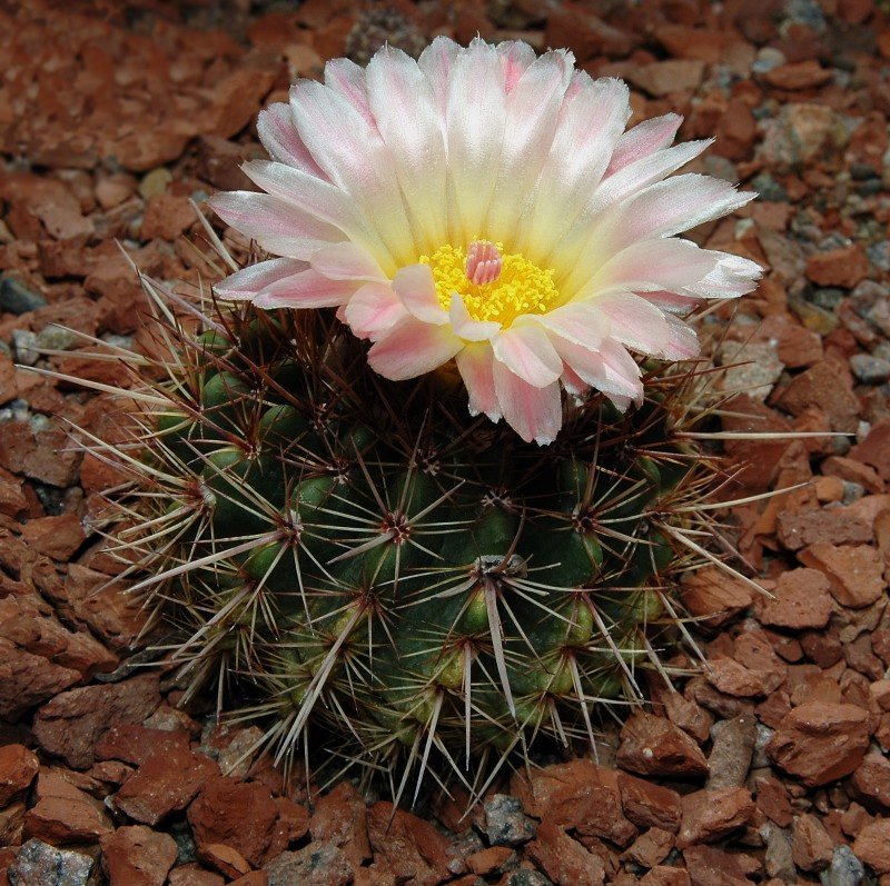 Cactus (Parodia mammulosa)