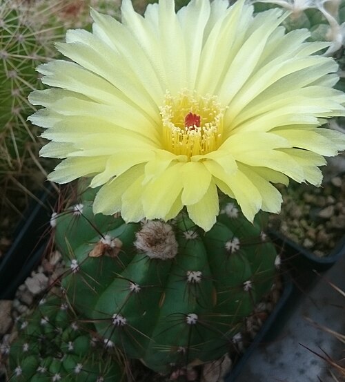 Cactus: Notocactus ottonis