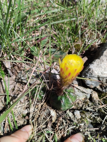 Cactus (Parodia ottonis)