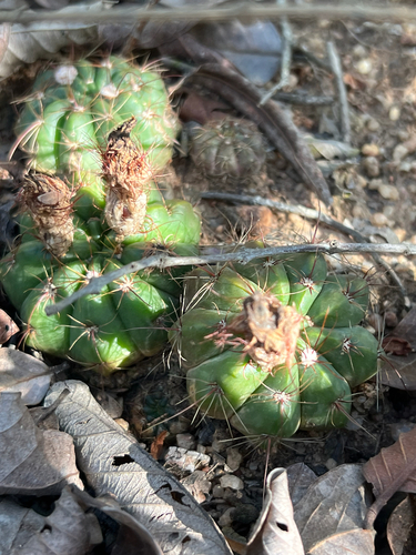 Cactus (Parodia ottonis)