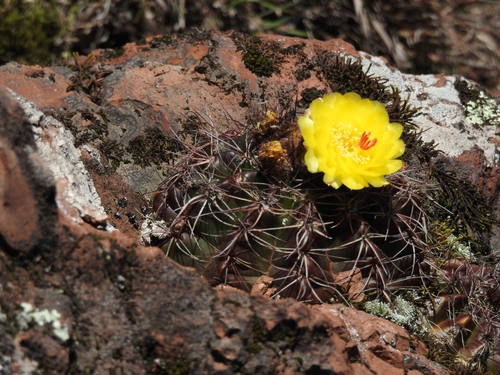 Cactus (Parodia ottonis)