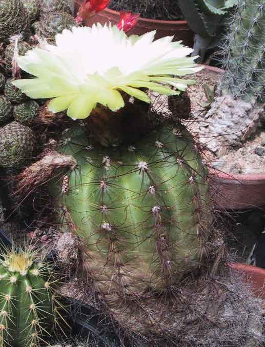 Cactus: Notocactus ottonis